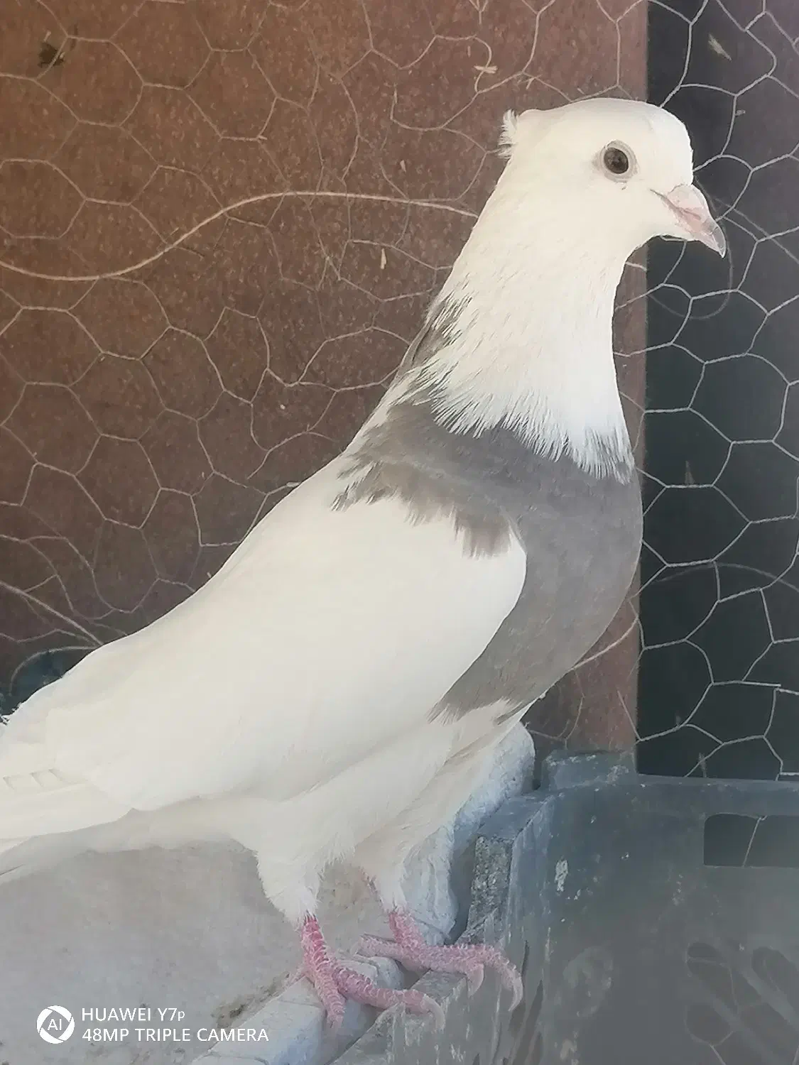 طوق سرکه ای|پرنده|دهدشت, |دیوار