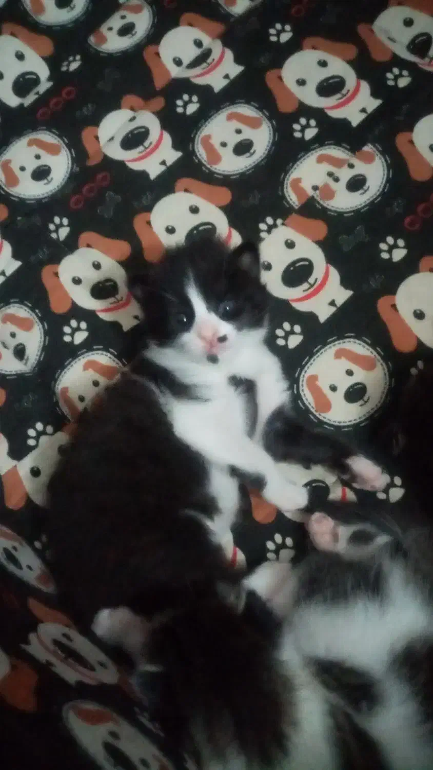 گربه کوچلو|گربه|مشهد, کوشش|دیوار