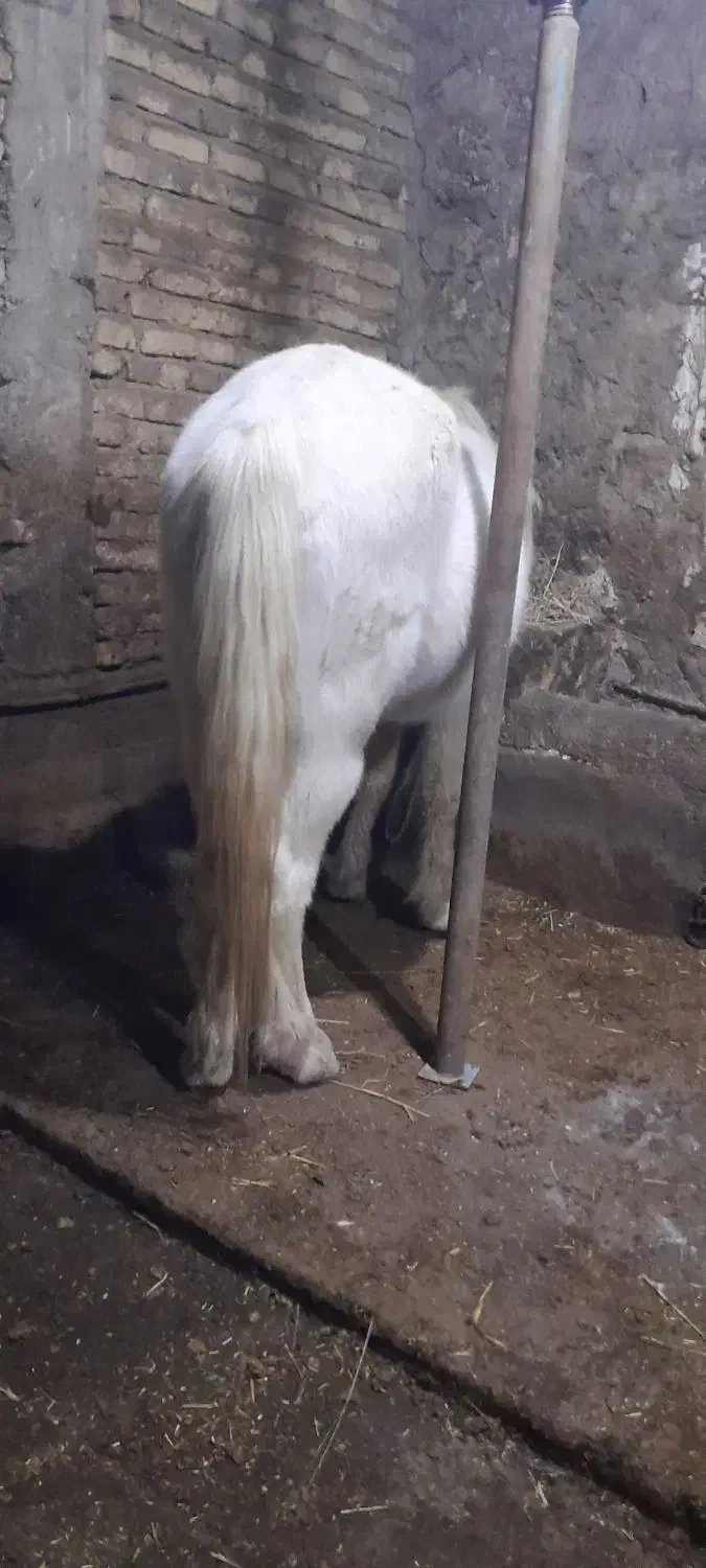 اسب بسیار آرام بچه سوارش بشه|اسب و تجهیزات اسب‌سواری|سراب, |دیوار