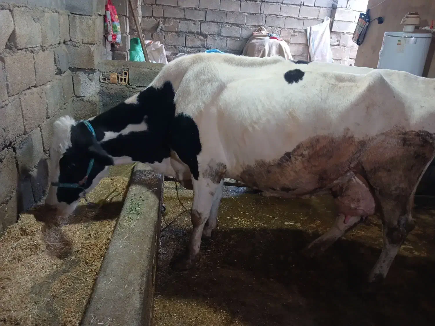 گاو شیری|حیوانات مزرعه|بیستون, |دیوار