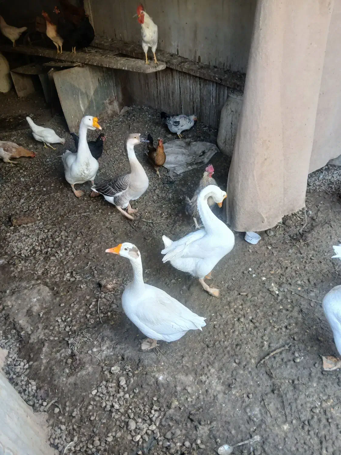 قوقاز|حیوانات مزرعه|بندر ماهشهر, |دیوار