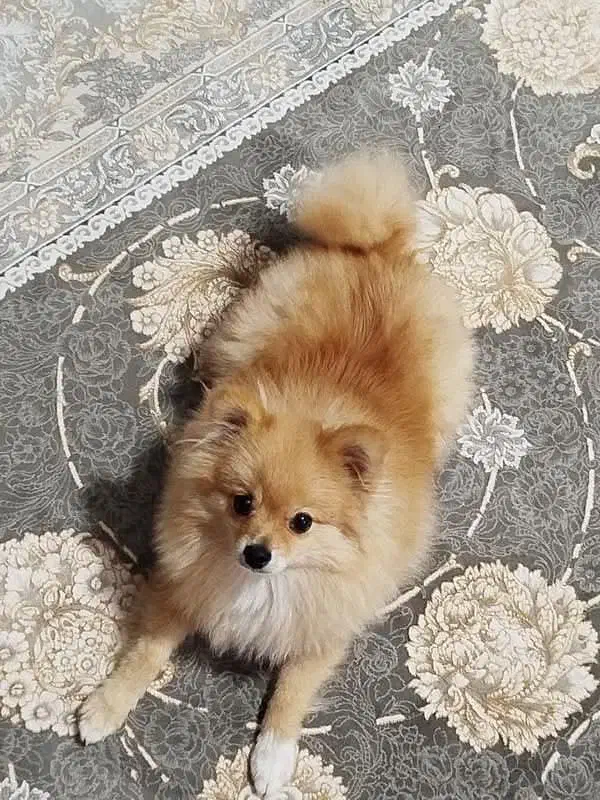 سگ پامرین خرسی|سگ|مرودشت, بیست متری بیمارستان|دیوار