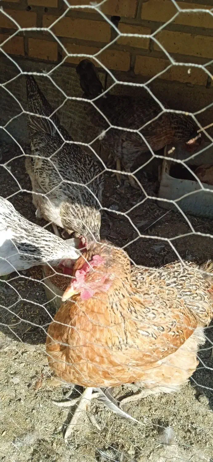 مرغ تخمگذار|حیوانات مزرعه|کهریزک, |دیوار