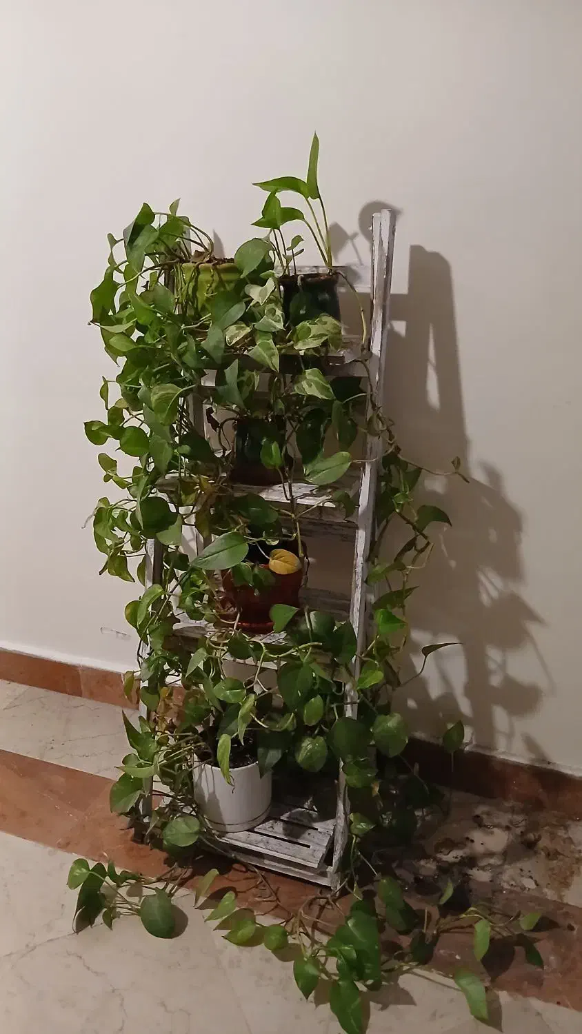 استند چوبی با گلدانهای پوتوس|گل و گیاه طبیعی|تهران, والفجر|دیوار