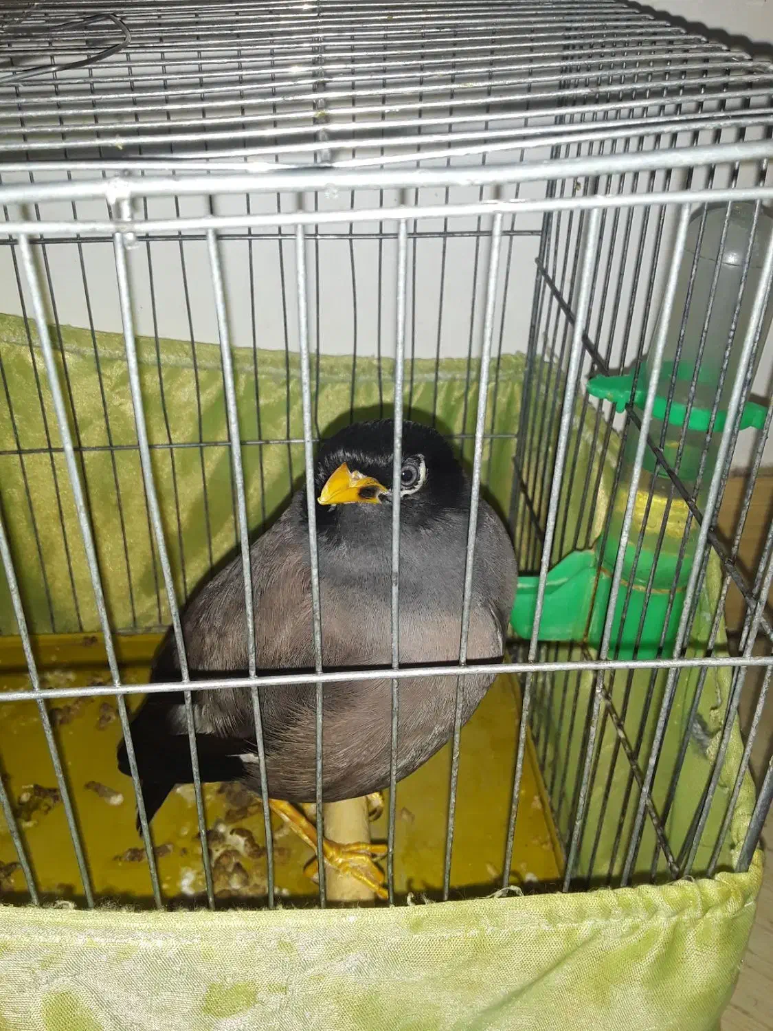 مرغ مینا|پرنده|بومهن, |دیوار