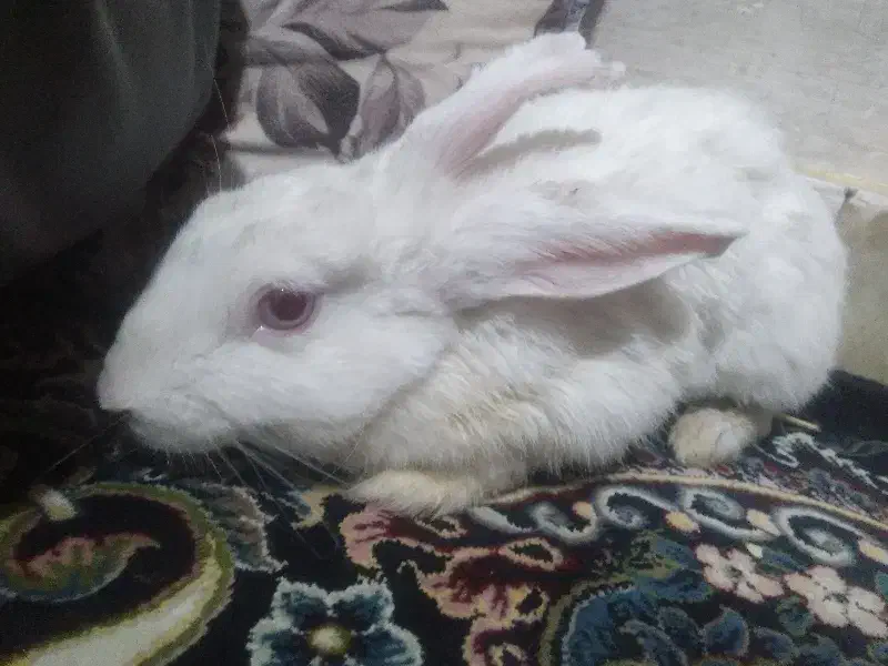 خرگوش|موش و خرگوش|قم, شهر قائم|دیوار