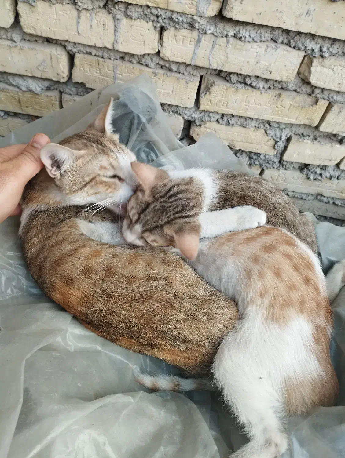 گربه|گربه|اهواز, اسلام آباد شرقی|دیوار