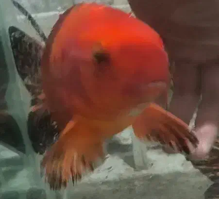 ماهی کوی جفت|ماهی|تهران, کیانشهر|دیوار