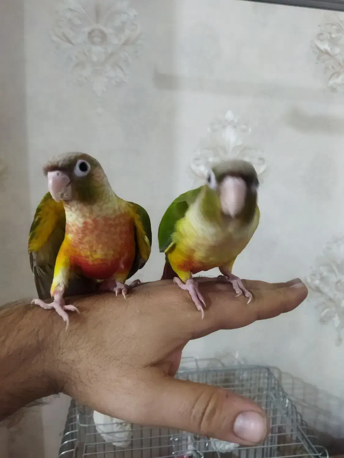 فروش گرینچیک دبل رد فکتور دستی و مولد|پرنده|قدس, شهرقدس|دیوار