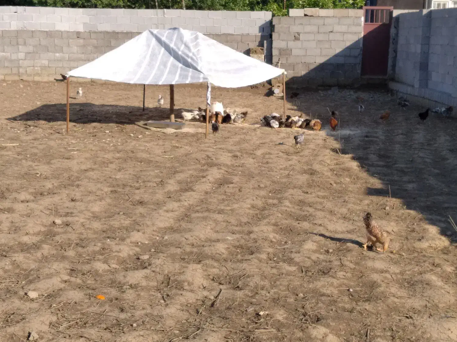 مرغ وخروس|حیوانات مزرعه|رضوانشهر, |دیوار