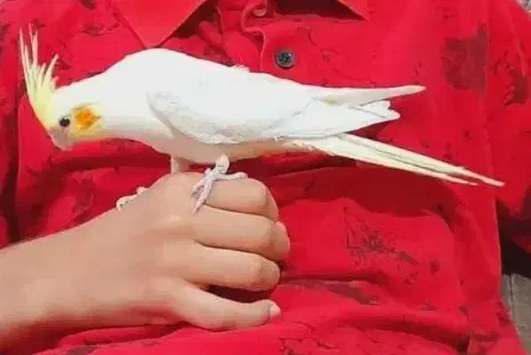 یک جفت عروس هلندی نر وماده|پرنده|صباشهر, |دیوار