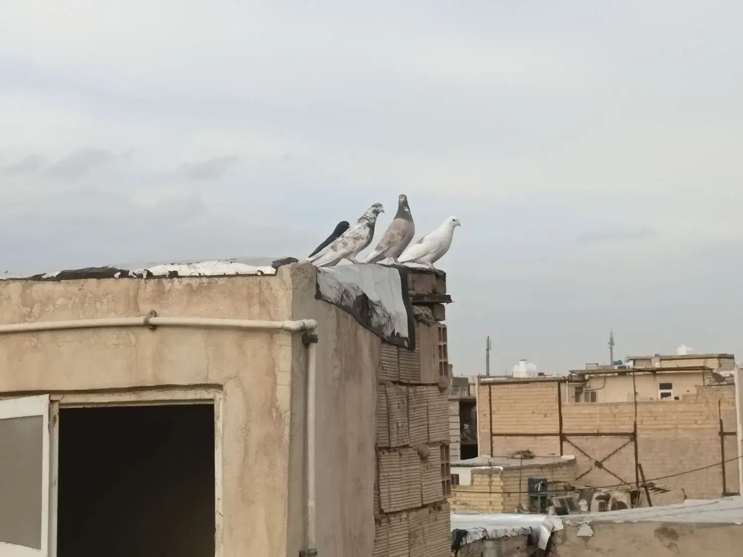 کفتر|پرنده|رباط‌کریم, الارد|دیوار