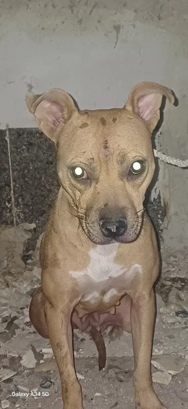 سگ پیتبول|سگ|بندر امام خمینی, |دیوار