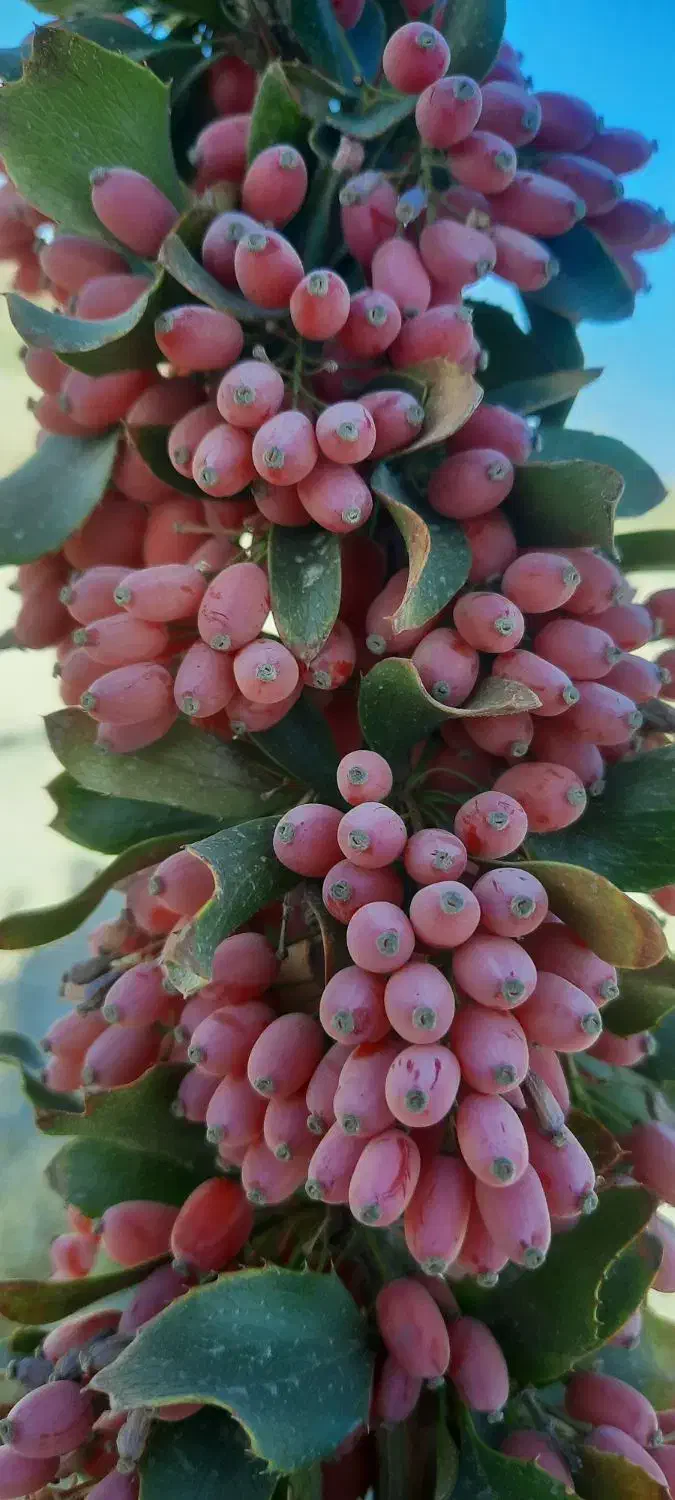 زرشک تازه درجه ۱ ارگانیک|خوردنی و آشامیدنی|زید آباد, |دیوار