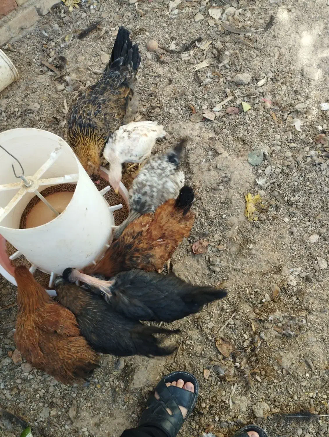 جوجه محلی|حیوانات مزرعه|طبس, |دیوار