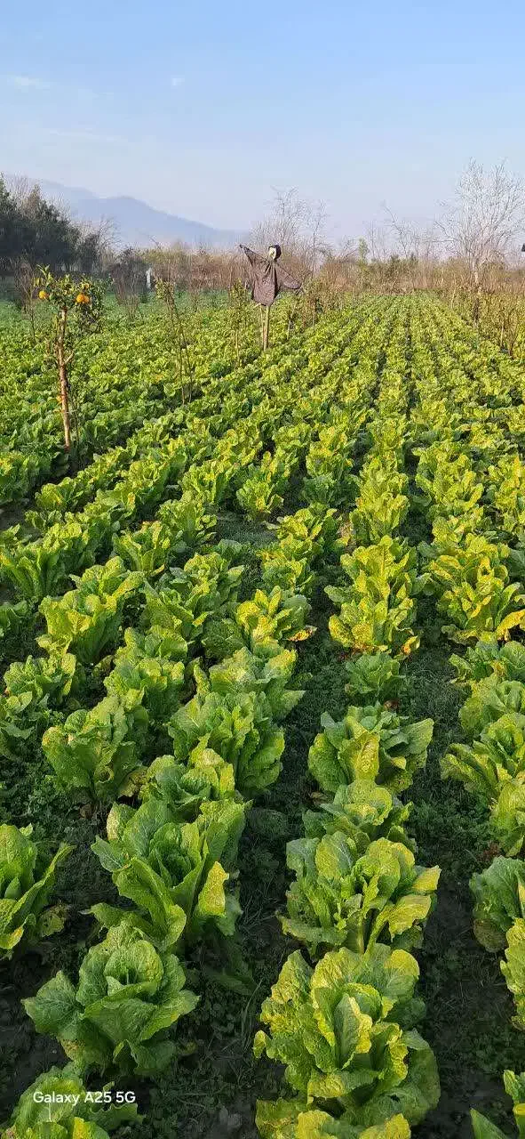 فروش کاهو|خدمات باغبانی و درختکاری|بندر گز, |دیوار