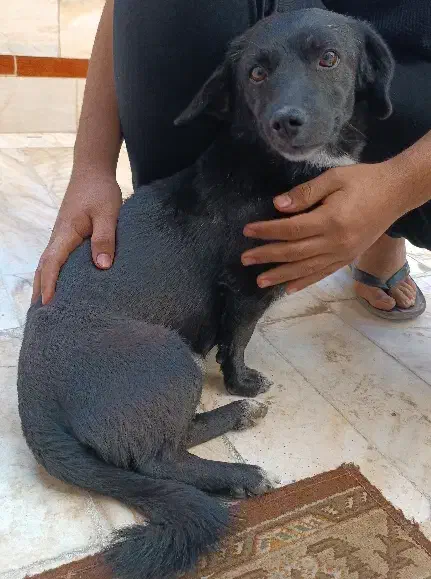 فروش سگ خونگی|سگ|اردکان, |دیوار