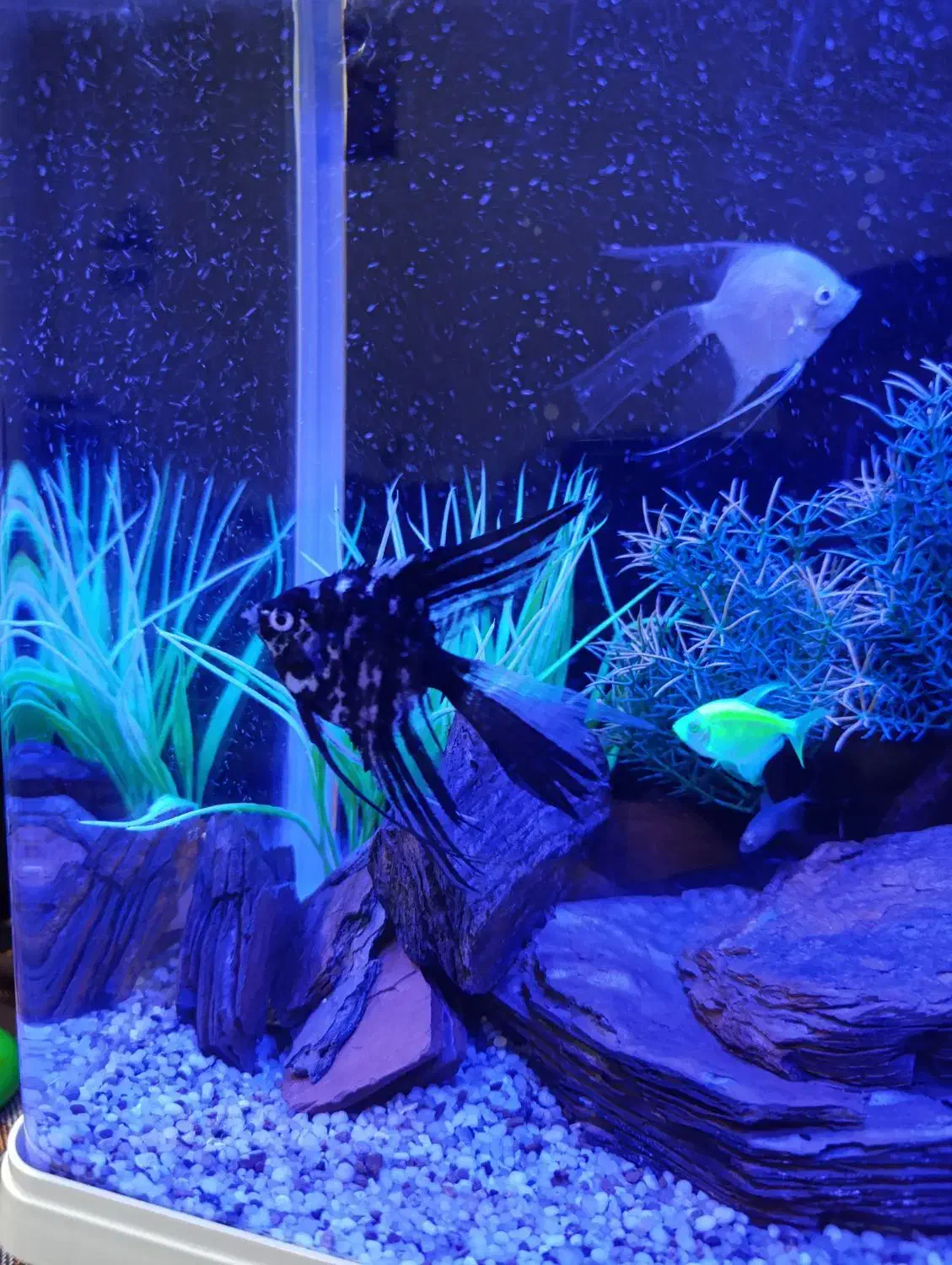 فروش فوری ماهی آنجل|ماهی|کرمان, |دیوار