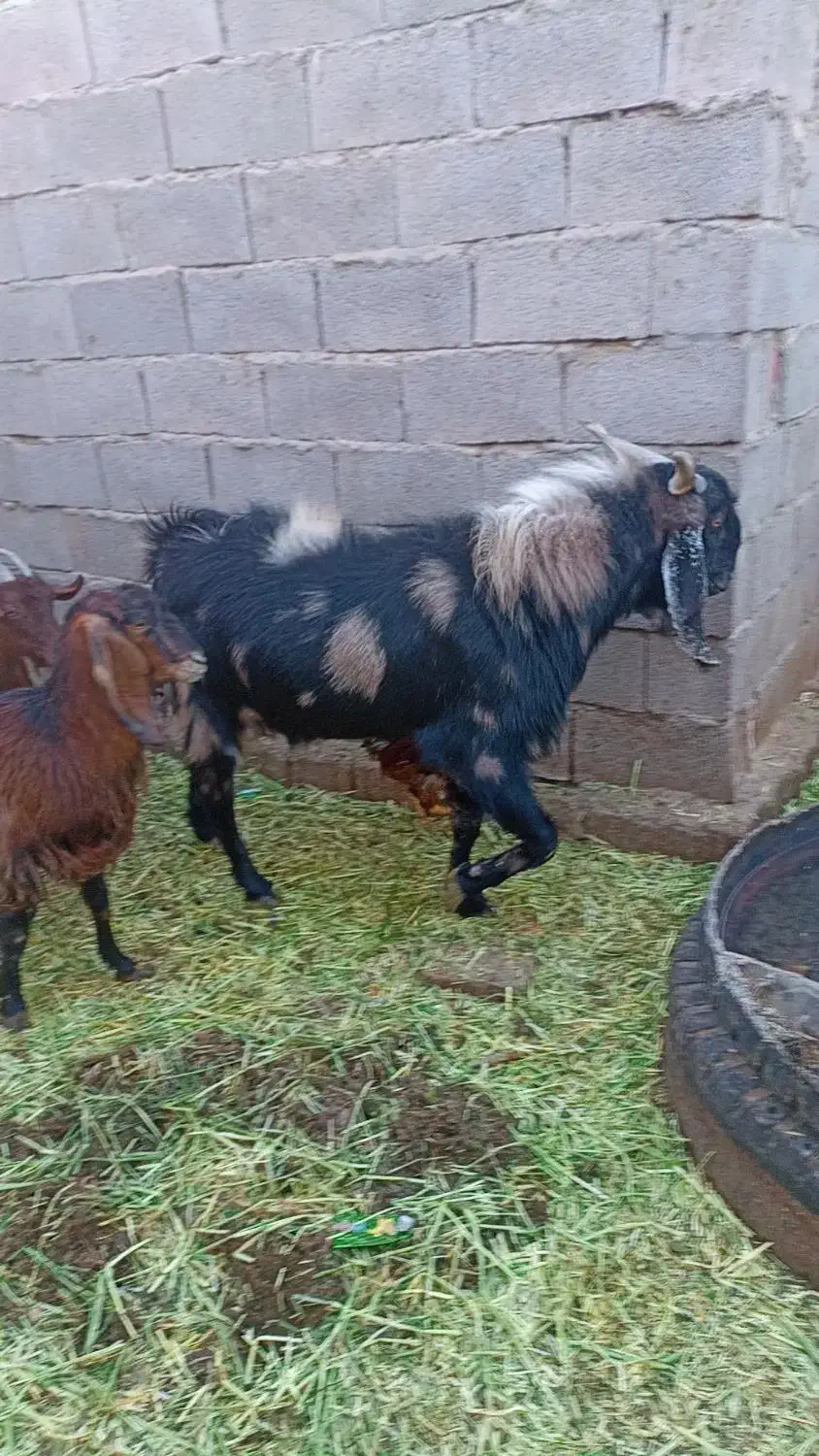 نری|حیوانات مزرعه|کرمان, |دیوار