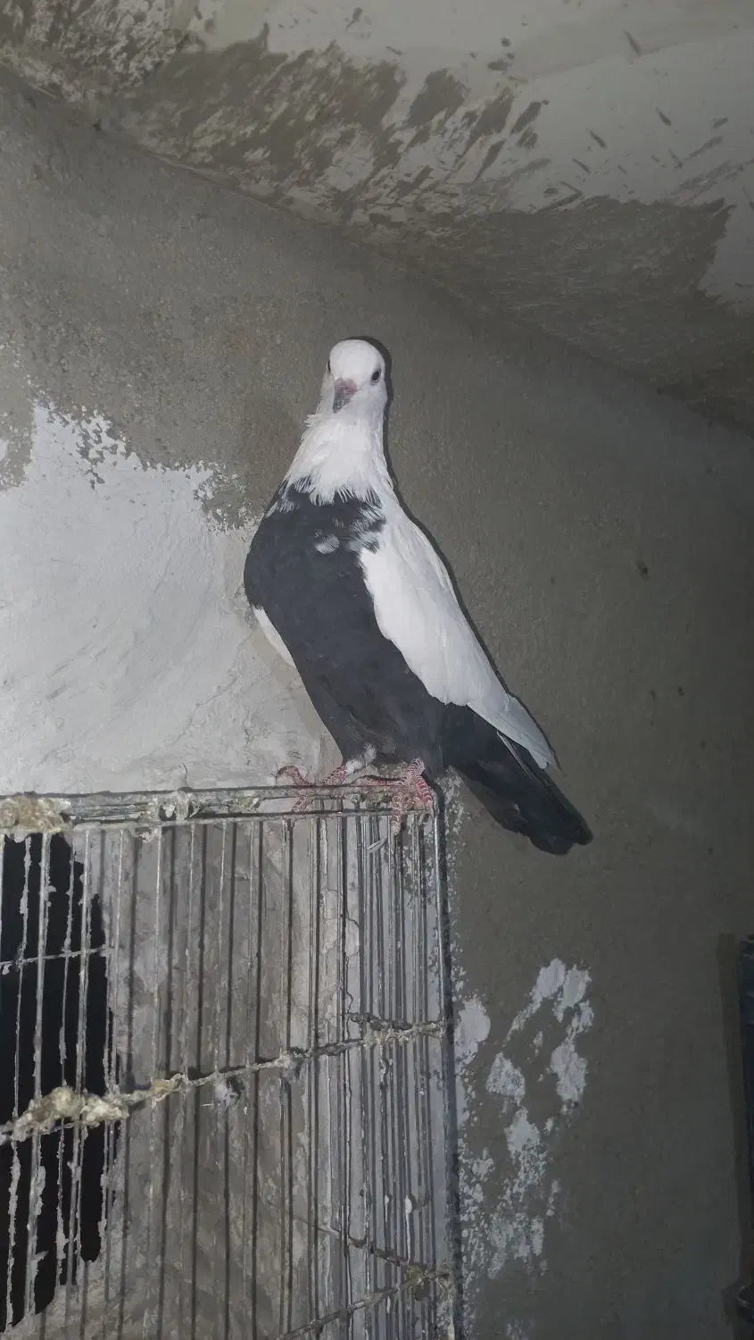 کبوتر طوقی|پرنده|دلبران, |دیوار