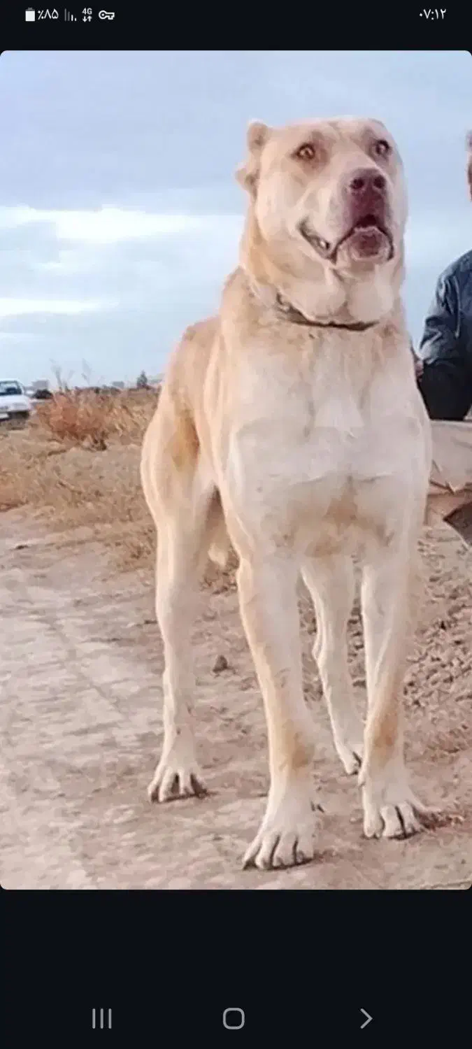 سگ گم شده|حیوانات|قوچان, |دیوار