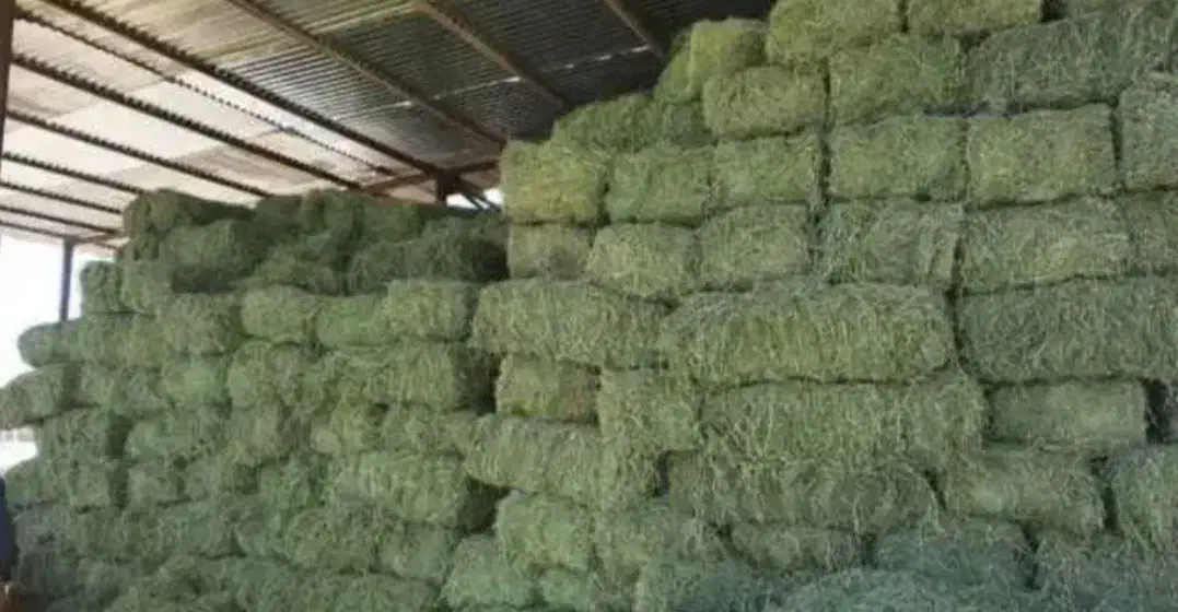 فروش ۲۵ تن یونجه درجه یک چین دوم داخل انبار سقز|حیوانات مزرعه|سقز, |دیوار