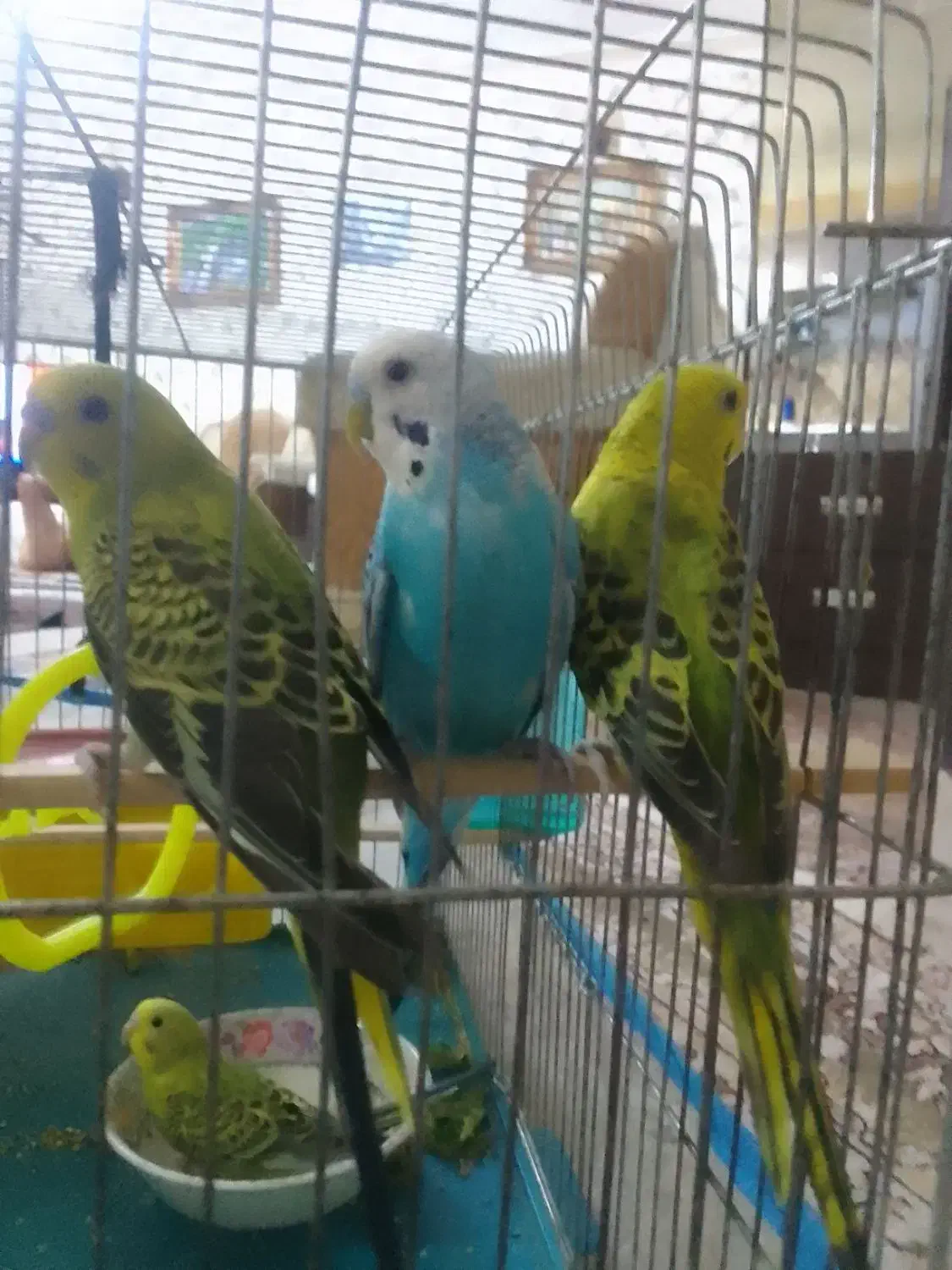 مرغ عشق نر و ماده و دو عدد جوجه|پرنده|صدرا-فارس, فاز ۲|دیوار