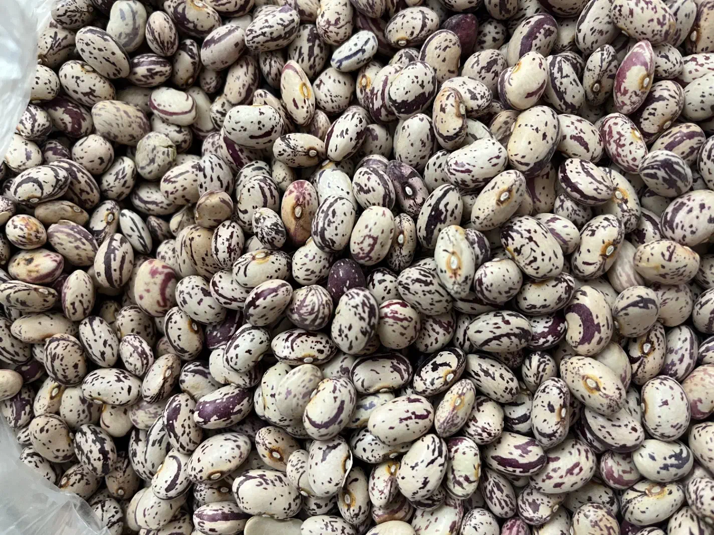 پخش عمده لوبیا چیتی تخم مرغی بوجاری شده|خوردنی و آشامیدنی|کرج, شهرک فهمیده|دیوار