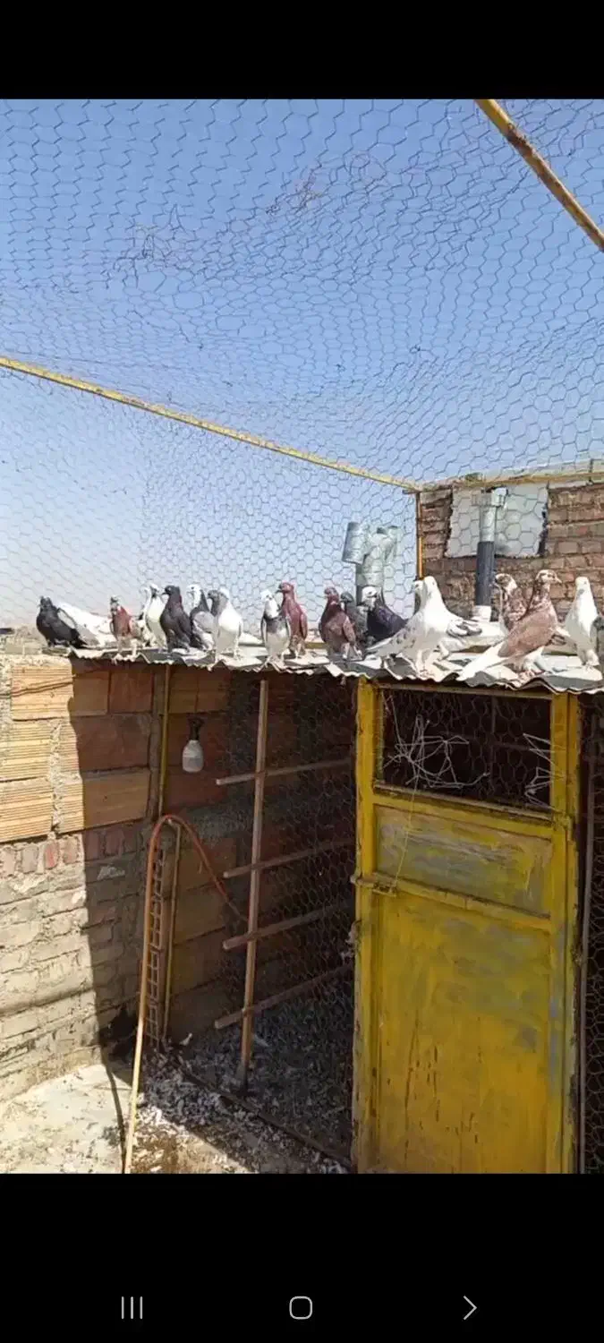 جوجه کبوتر بعد قلم|پرنده|بوکان, |دیوار