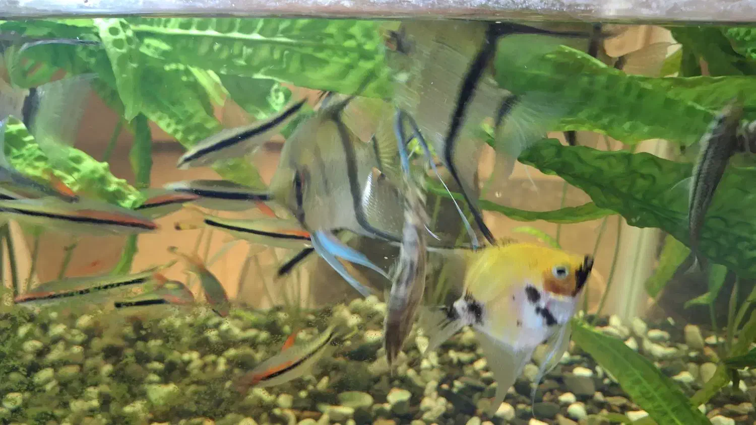 ماهی دم شمیری مولد و آنجل مولد|ماهی|رشت, سعدی (تختی)|دیوار