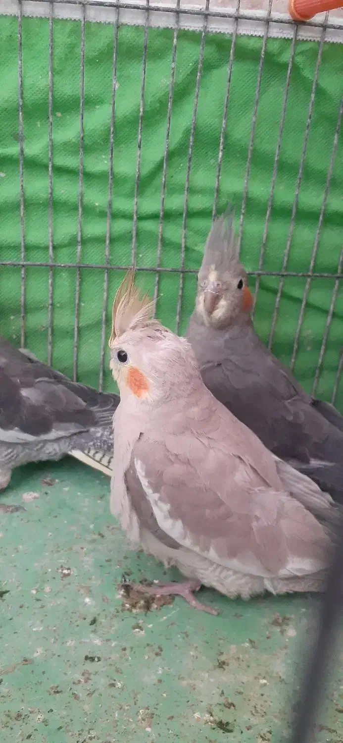 عروس هلندی|پرنده|اردبیل, |دیوار