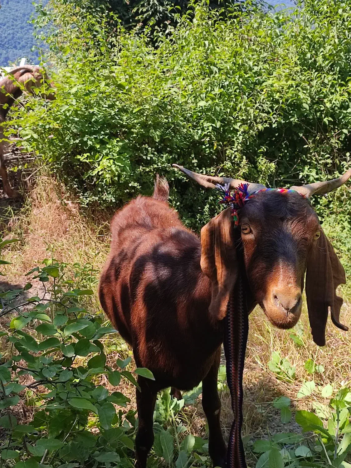 بز دورگ محلی|حیوانات مزرعه|آزادشهر, |دیوار