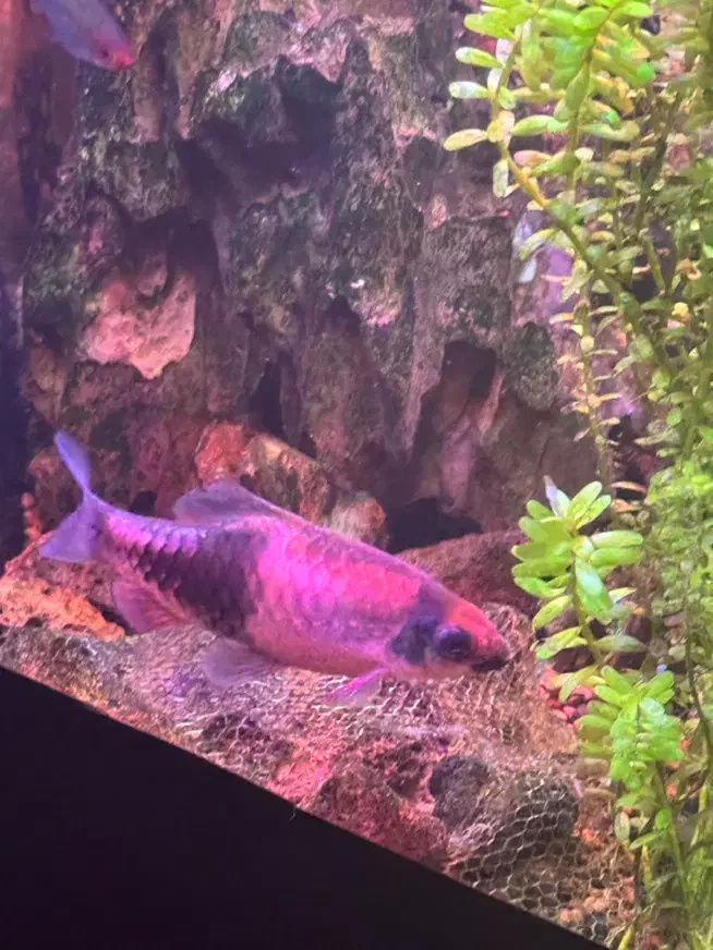 ماهی|ماهی|اهواز, زیتون کارمندی|دیوار