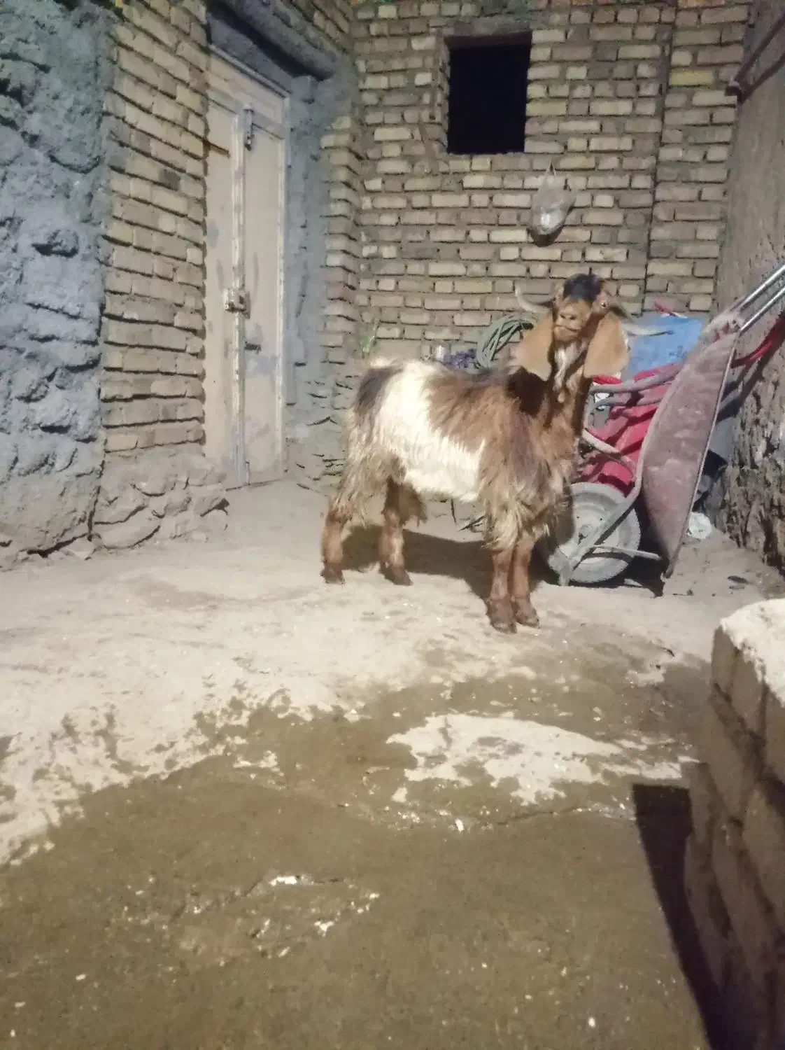 بزغاله نر|حیوانات مزرعه|بلبان آباد, |دیوار