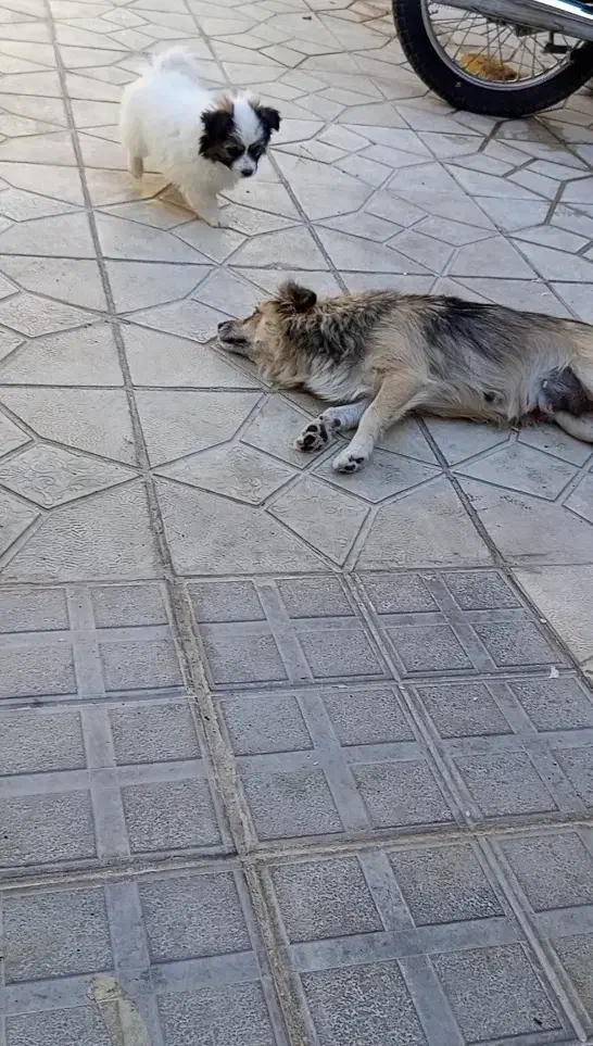 واگذاری سگ|سگ|فرخشهر, |دیوار