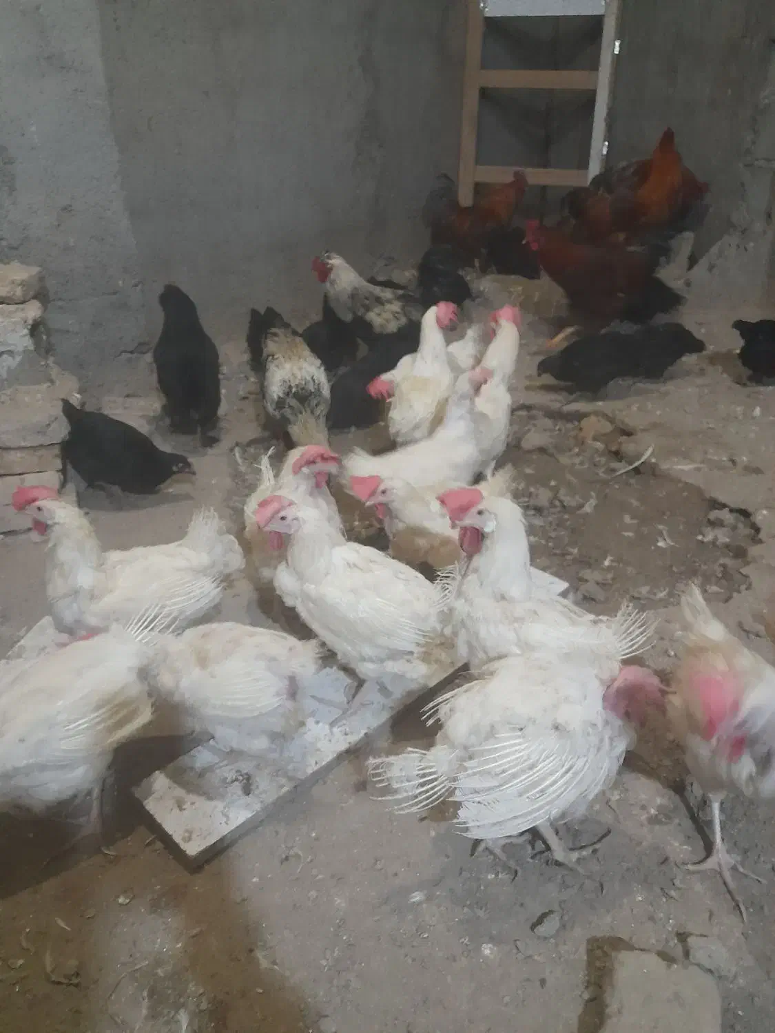 فروش خروس ومرغ|حیوانات مزرعه|مشهد, کشف|دیوار