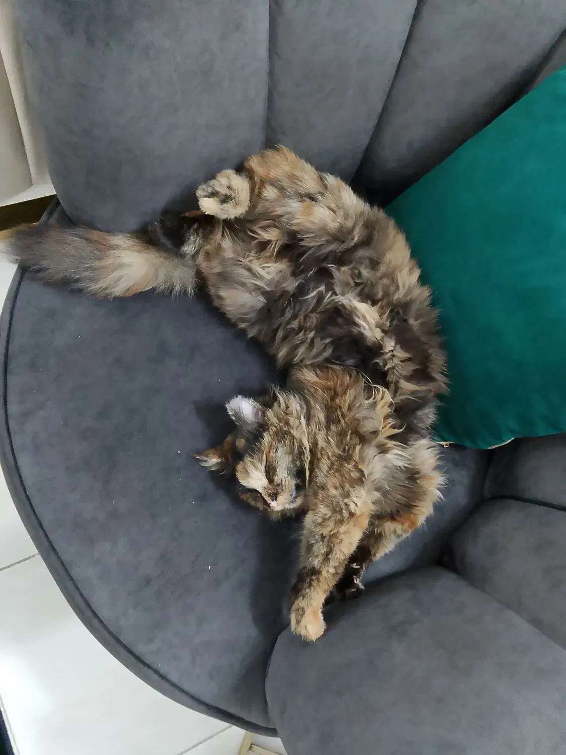 گمشده|حیوانات|هشتگرد, شهرک ولیعصر (مصلی)|دیوار