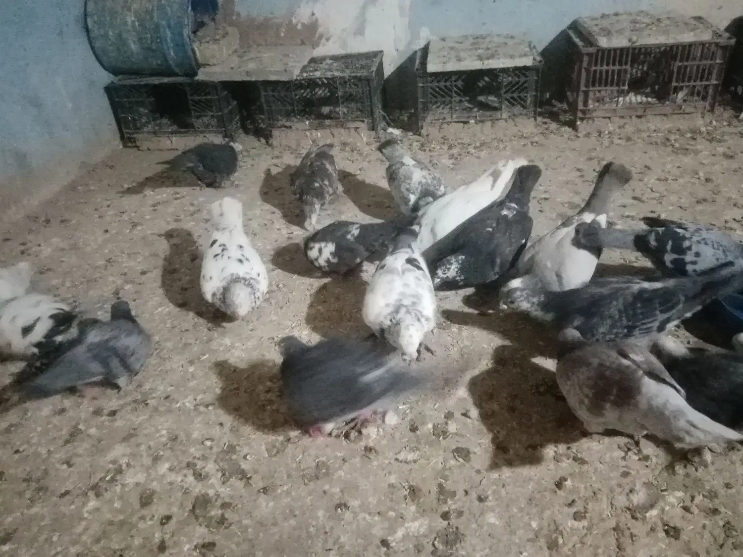 پرنده|پرنده|تربت‌حیدریه, پائین ولایت|دیوار