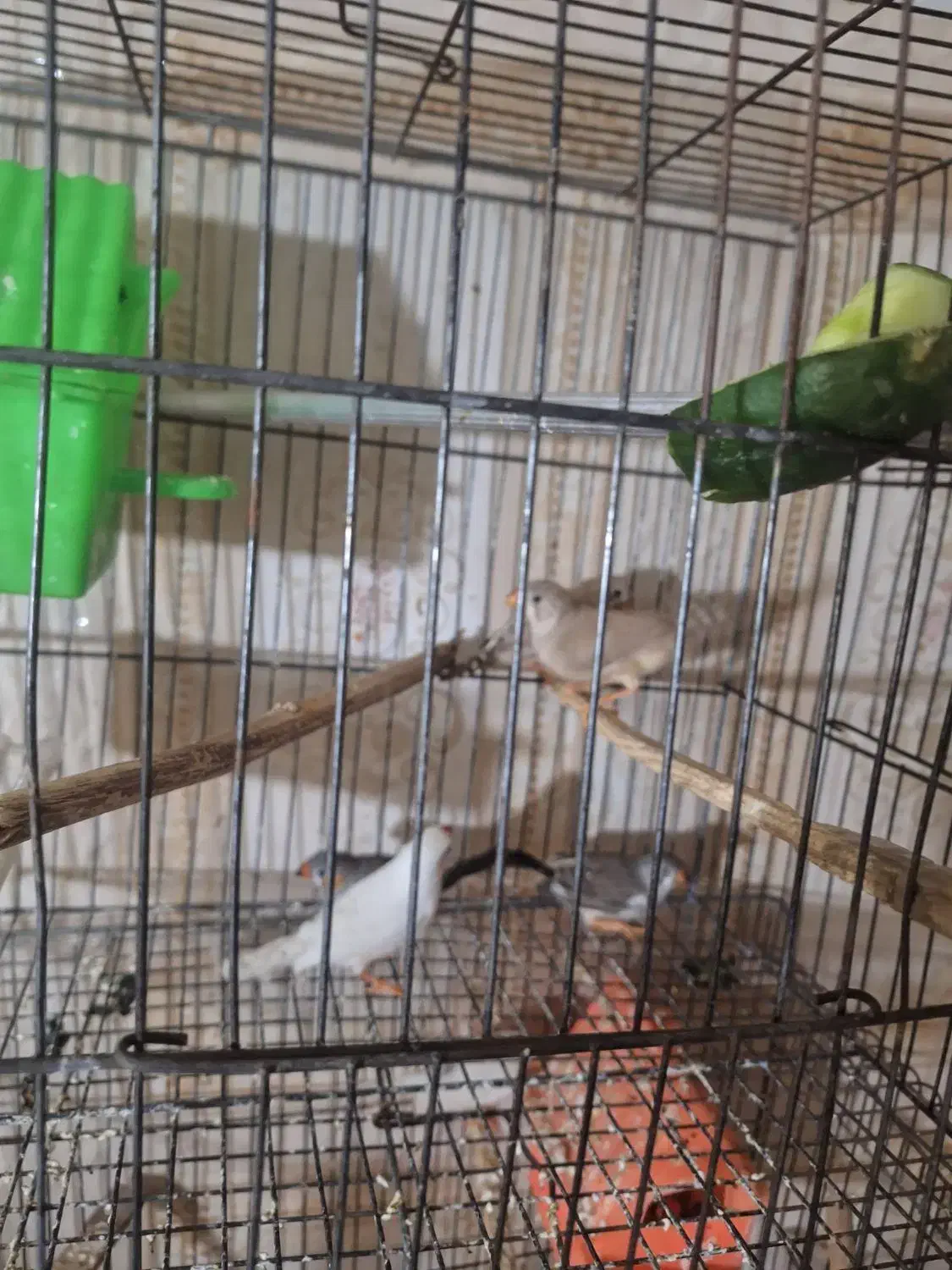 فنچ|پرنده|گتوند, |دیوار