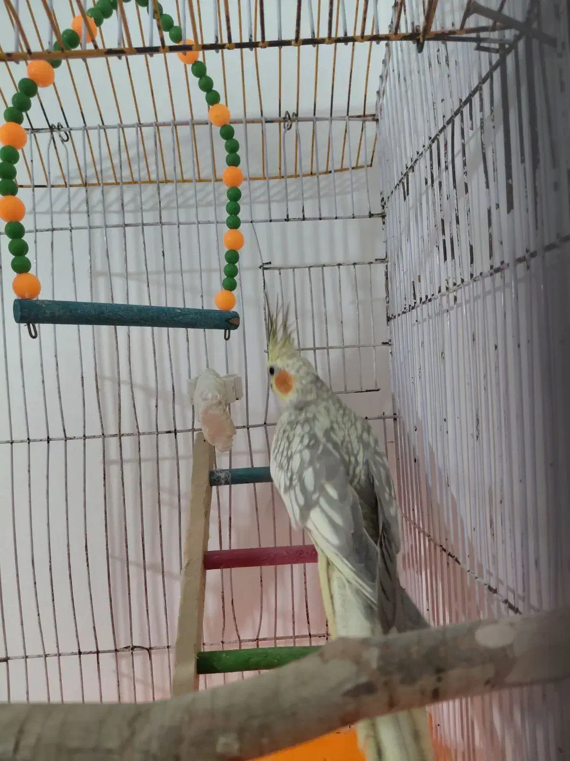 عروس هلندی|پرنده|فردیس, شهرک شهید حسینی|دیوار