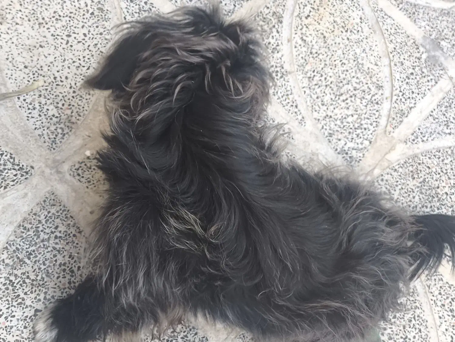 سگ شیتزو|سگ|تهران, آذربایجان|دیوار