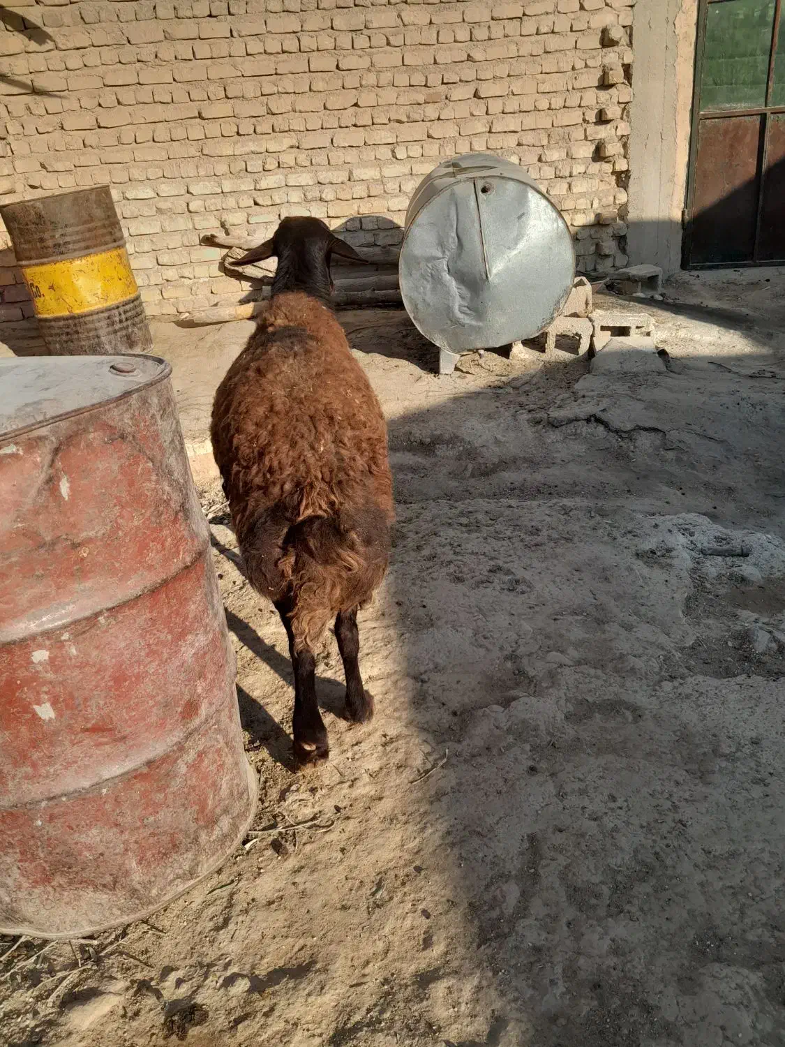 یک راس قوچ افشار جوان|حیوانات مزرعه|مرودشت, کناره|دیوار