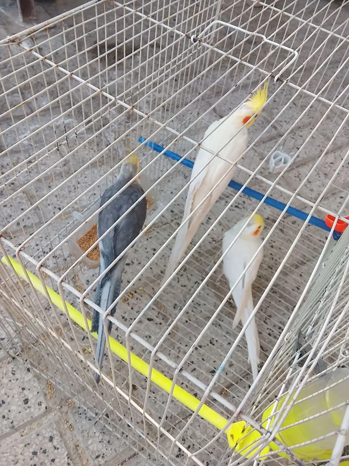 عروس هلندی|پرنده|مشهد, ادیب نیشابوری (شهرک غرب)|دیوار