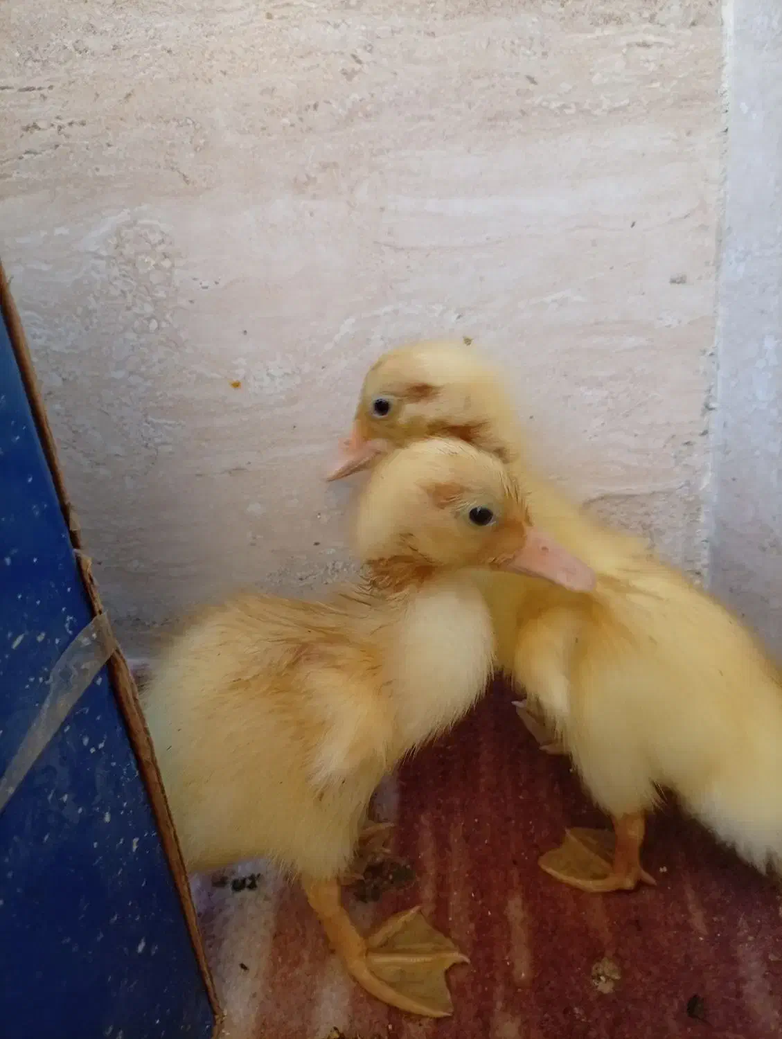 جوجه اردک|حیوانات مزرعه|فین, |دیوار