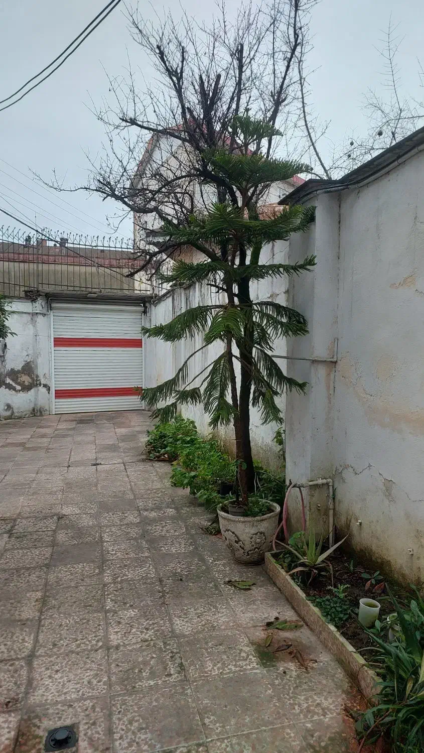 کاج مطبق|گل و گیاه طبیعی|رشت, چمارسرا|دیوار