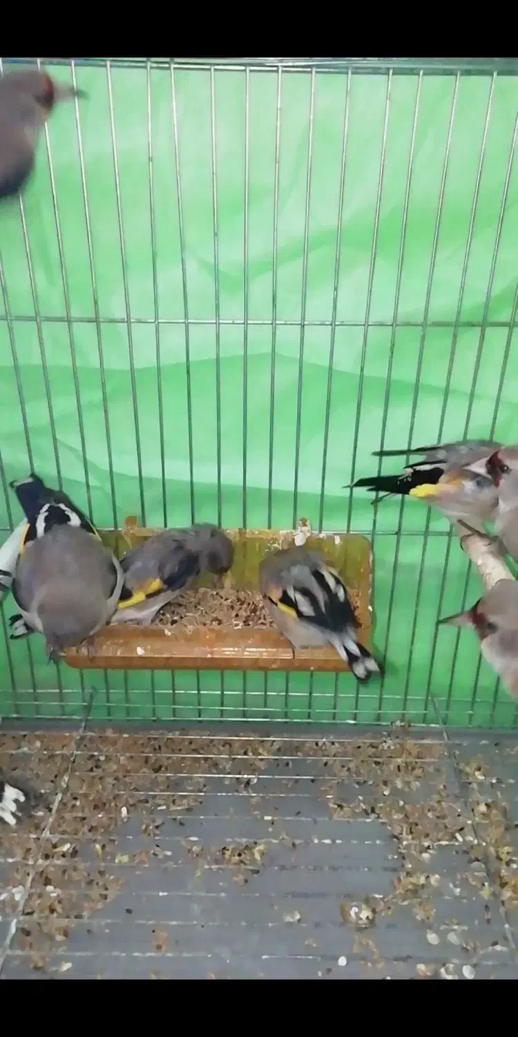 سهره کرمانی گلچین|پرنده|شهر بابک, |دیوار