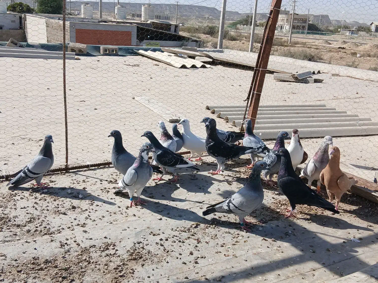 16تا پلاکی زرنگ|پرنده|قشم, |دیوار