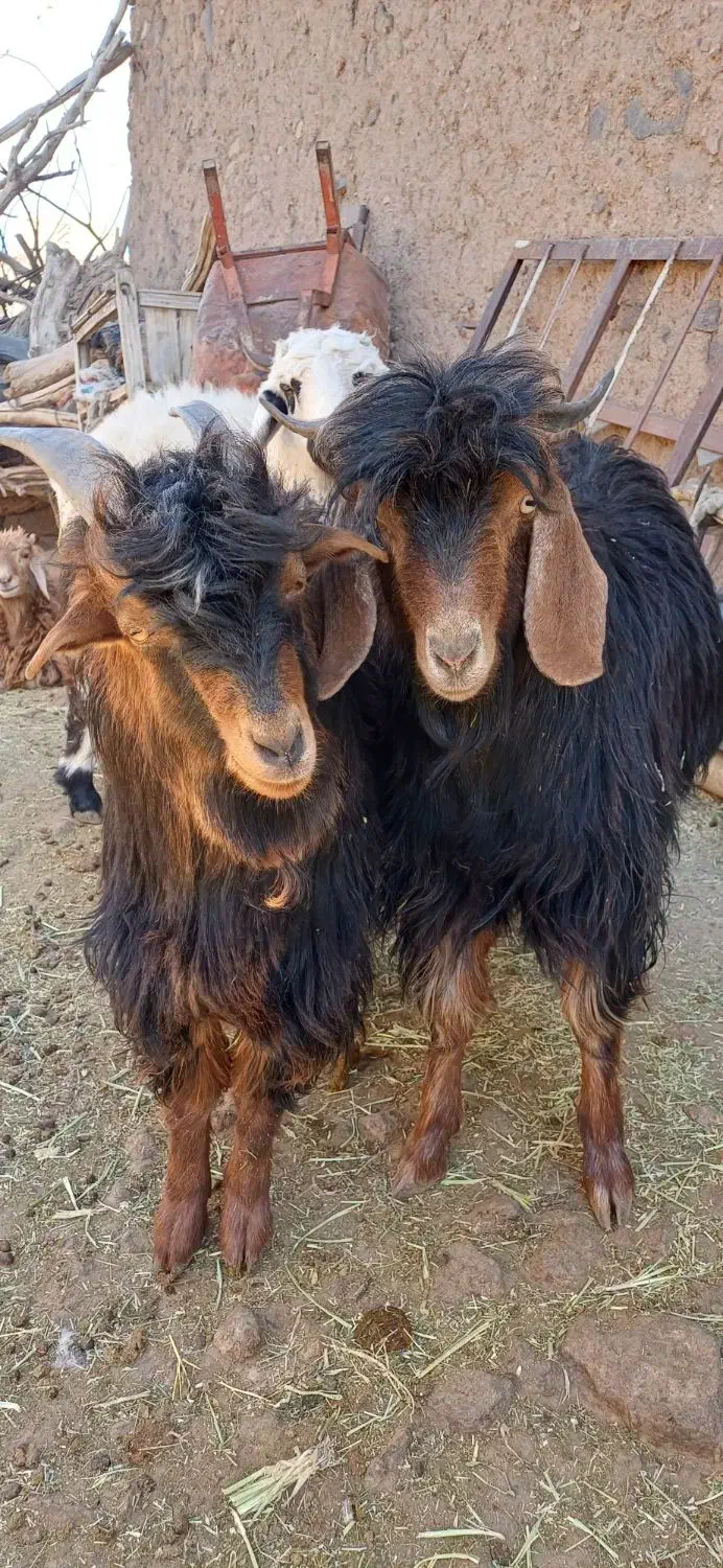 بزغاله نر  سفت چاق|حیوانات مزرعه|مود, |دیوار