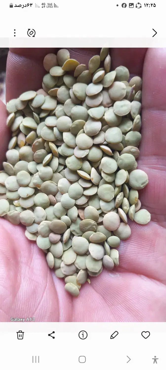 عدس تمیز|خوردنی و آشامیدنی|مشگین شهر, |دیوار