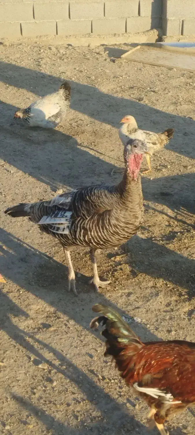 مرغ و بوقلمون|حیوانات مزرعه|گمیشان, |دیوار